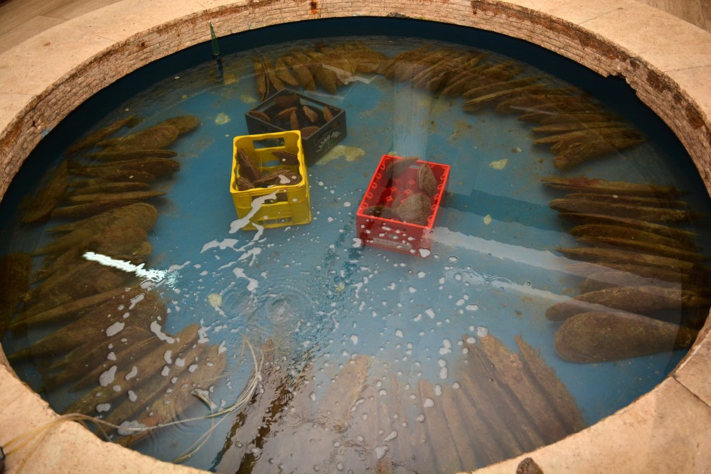 Periske u pulskom Aquariumu (Danilo MEMEDOVIĆ)